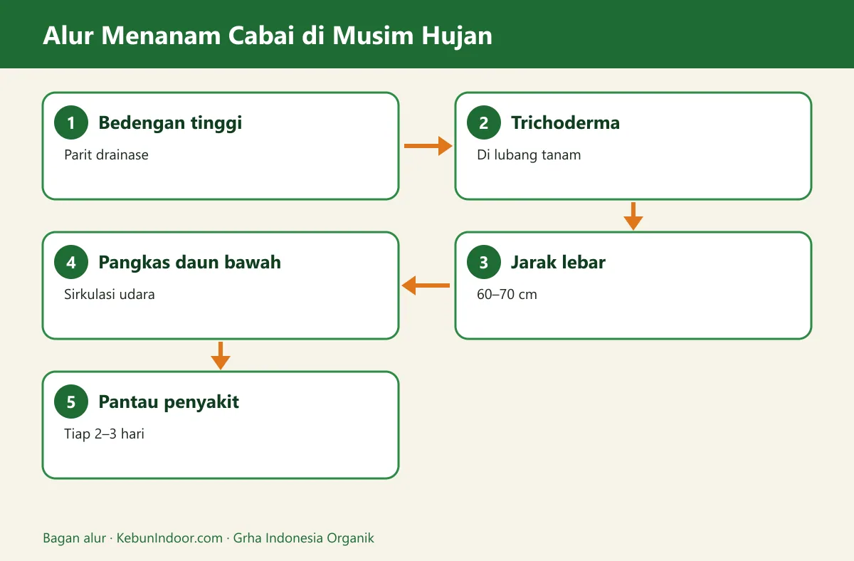 Bagan alur cara menanam cabai di musim hujan
