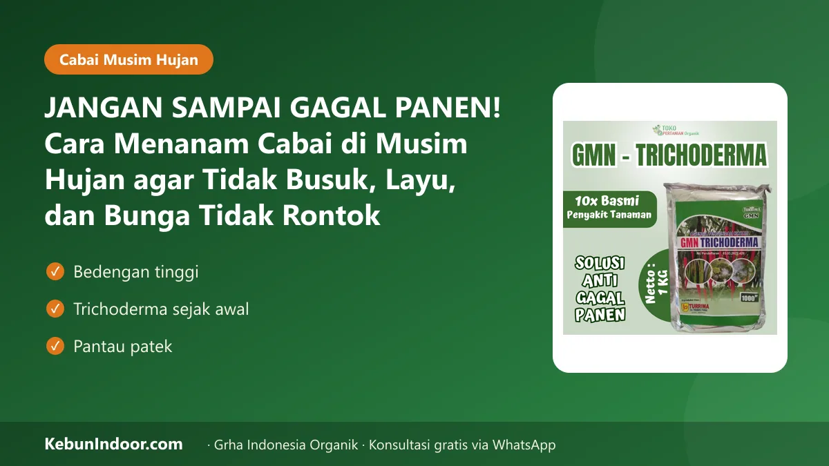 Cara menanam cabai di musim hujan