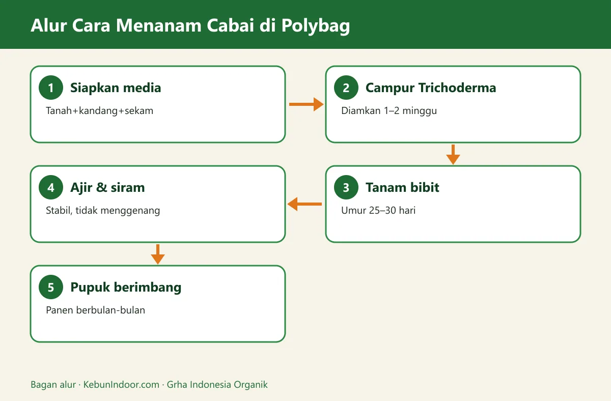 Bagan alur cara menanam cabai di polybag