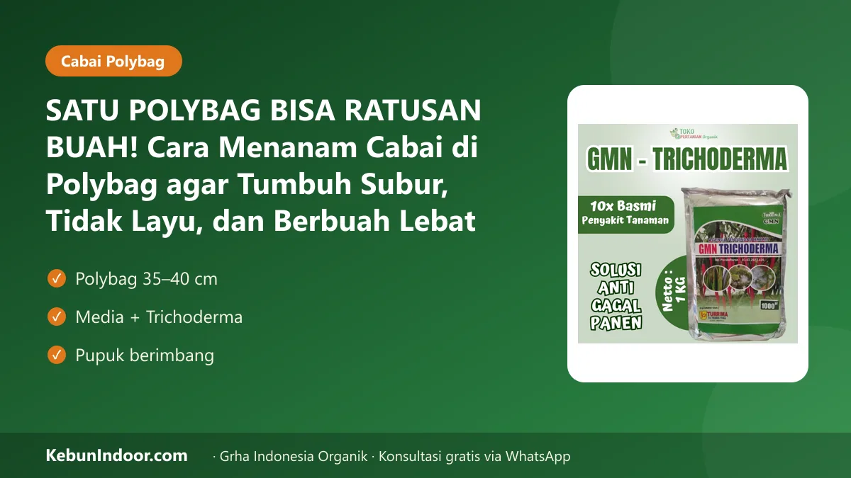 Cara menanam cabai di polybag