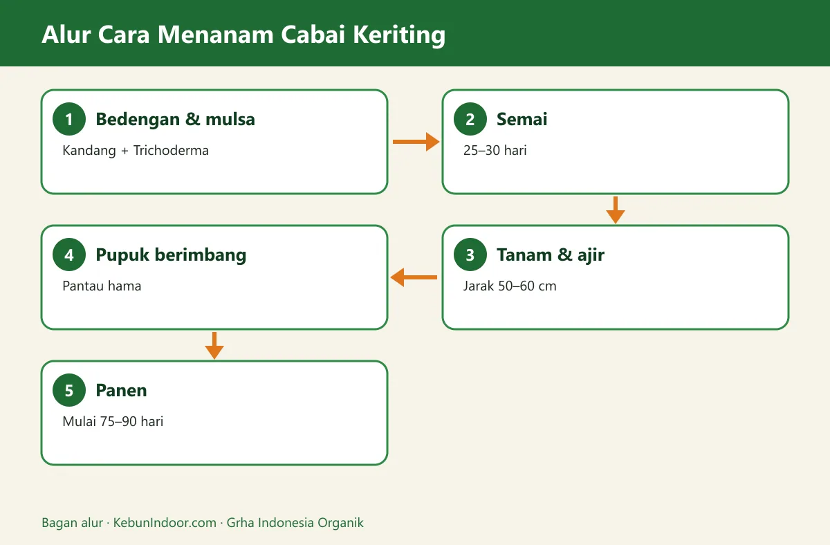 Bagan alur cara menanam cabai keriting