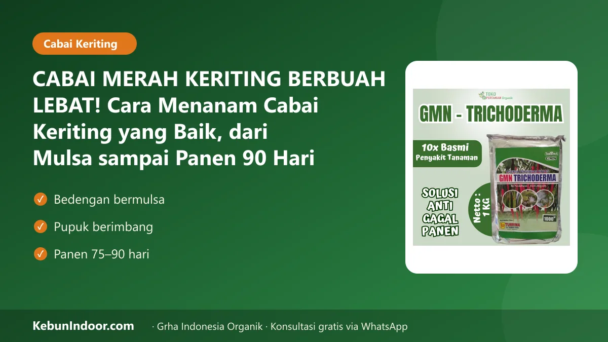 CABAI MERAH KERITING BERBUAH LEBAT! Cara Menanam Cabai Keriting yang Baik, dari Mulsa sampai Panen 90 Hari