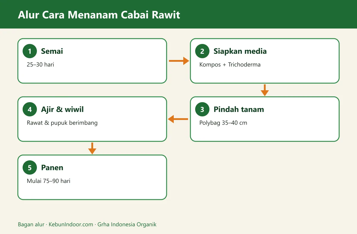 Bagan alur cara menanam cabai rawit