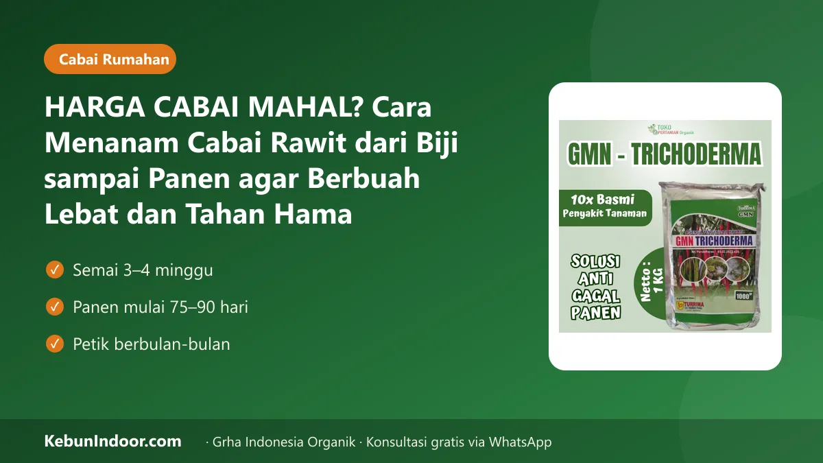 Cara menanam cabai rawit