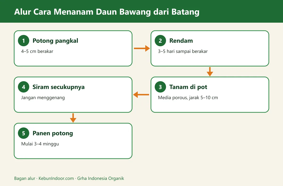 Bagan alur cara menanam daun bawang