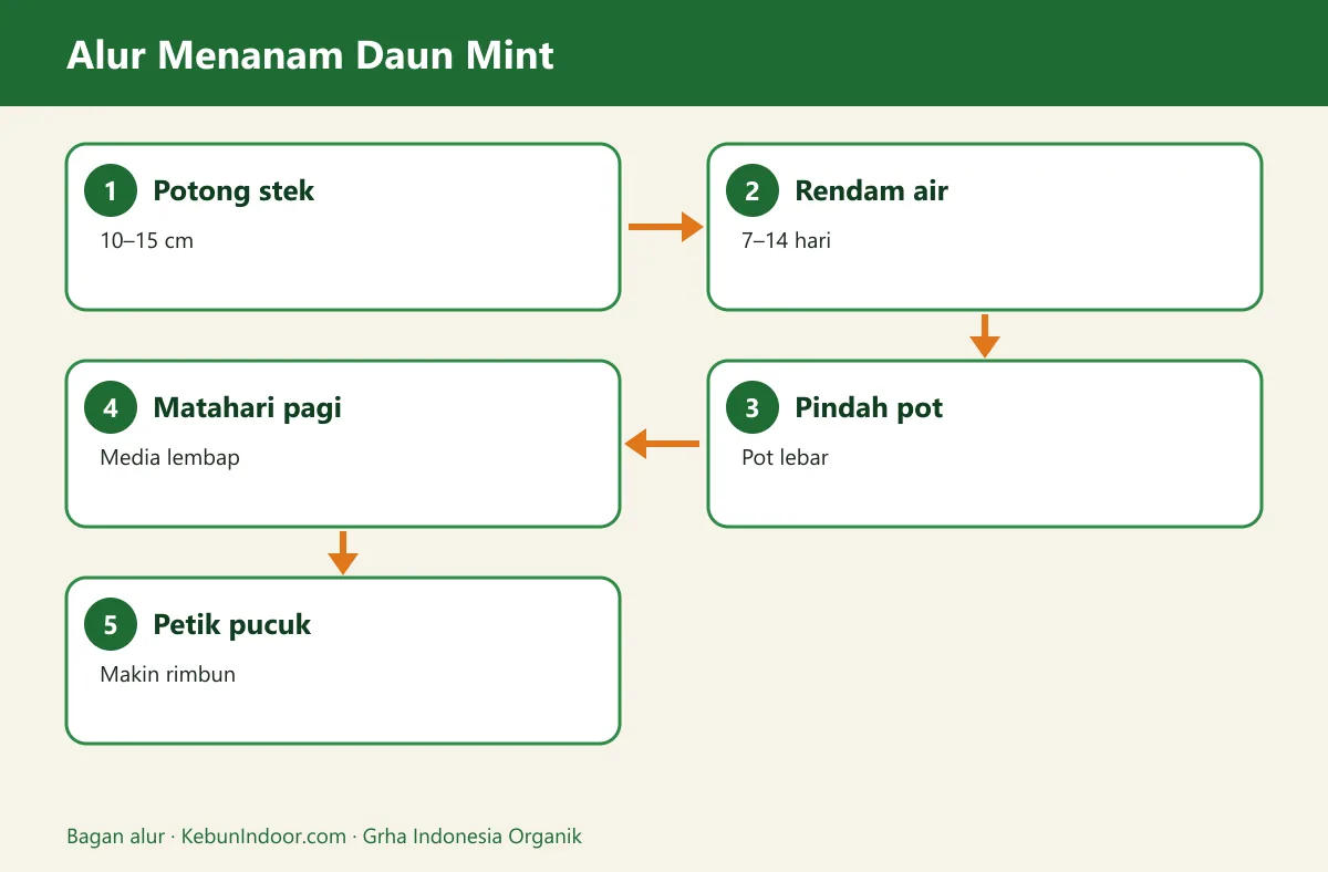 Bagan alur cara menanam daun mint