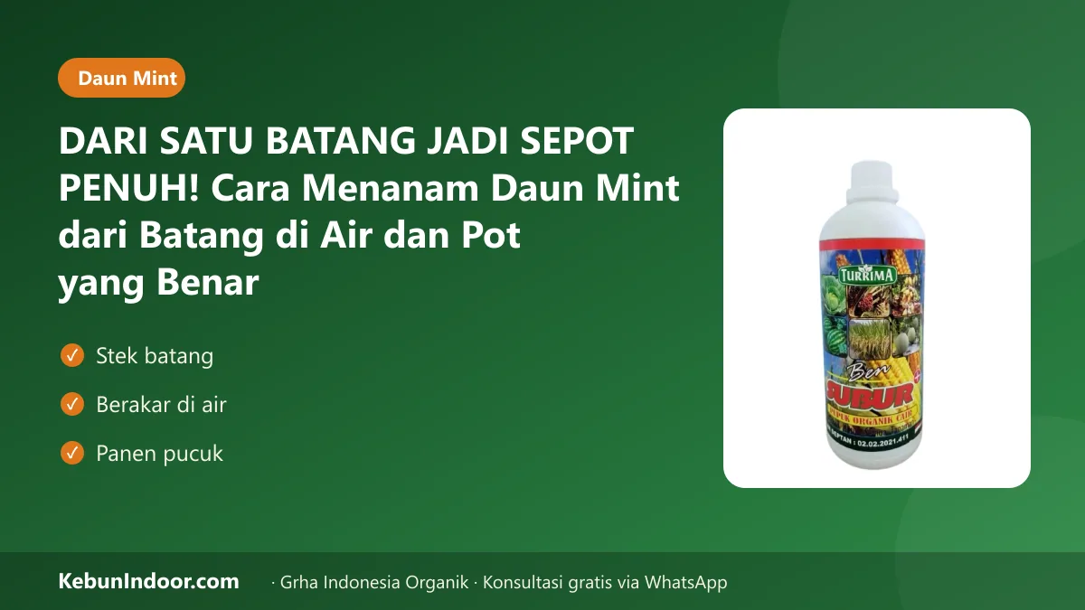 Cara menanam daun mint