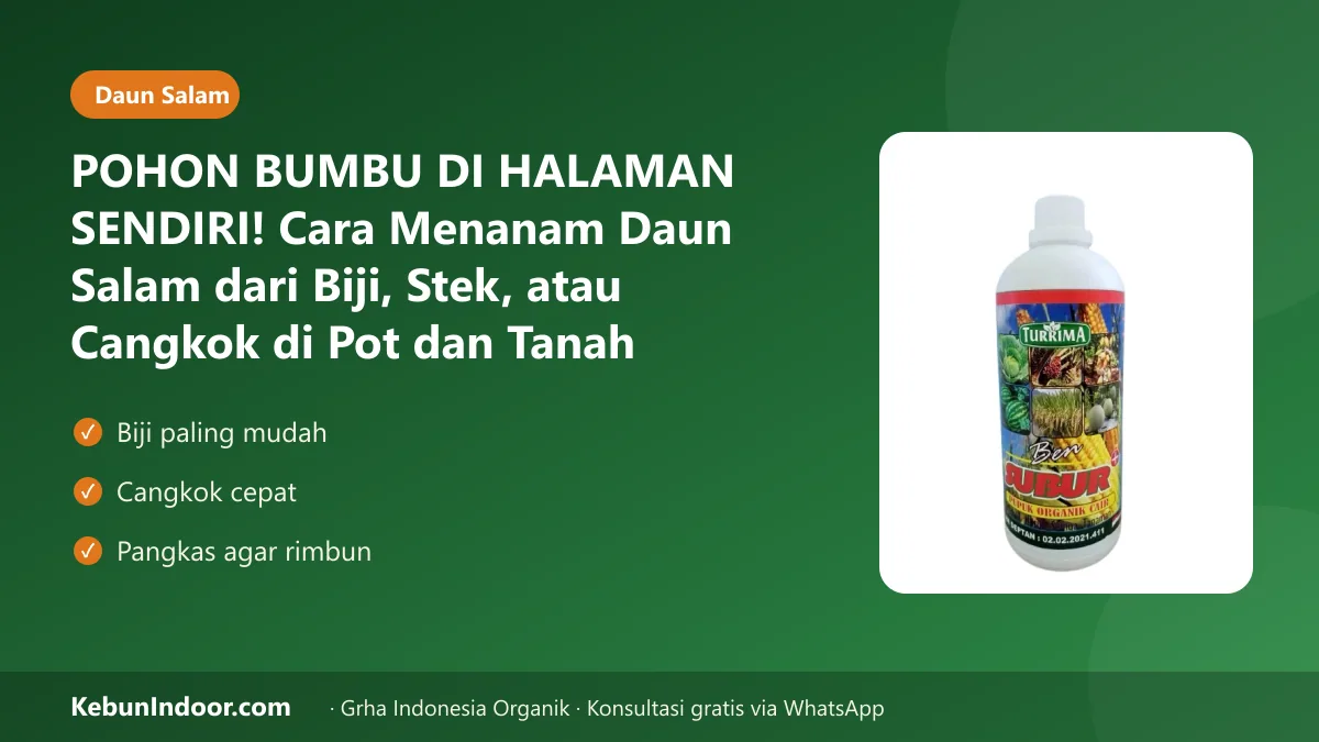 Cara menanam daun salam