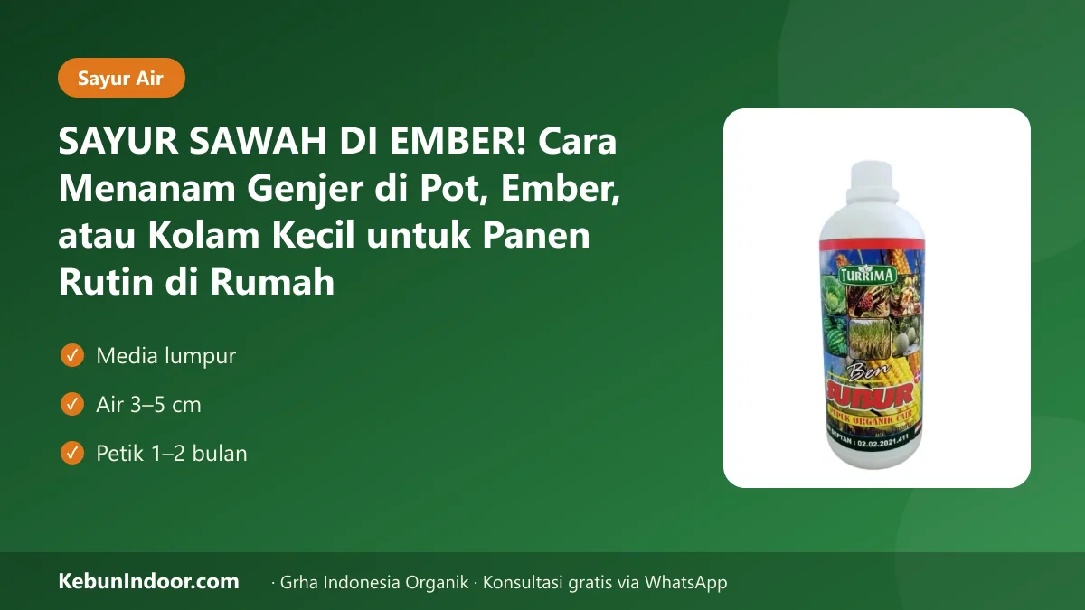 Cara menanam genjer