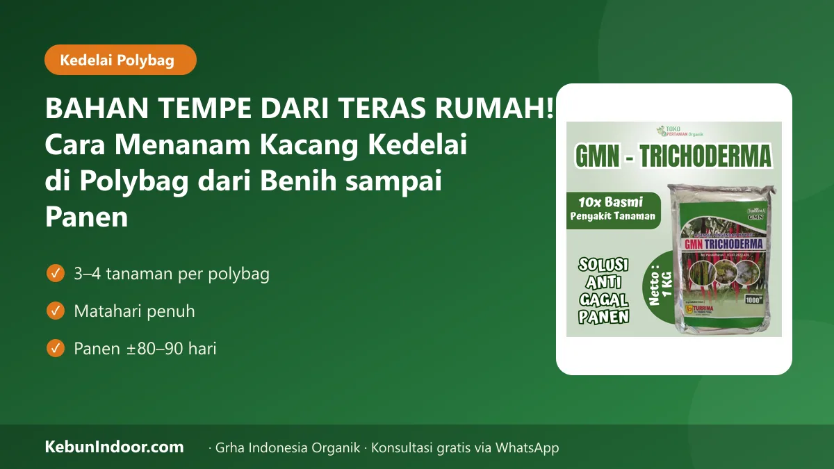 Cara menanam kacang kedelai di polybag