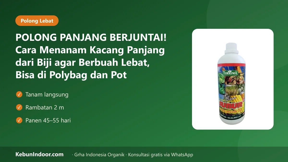 POLONG PANJANG BERJUNTAI! Cara Menanam Kacang Panjang dari Biji agar Berbuah Lebat, Bisa di Polybag dan Pot
