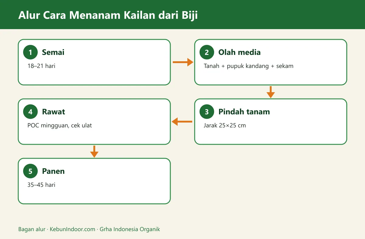 Bagan alur cara menanam kailan
