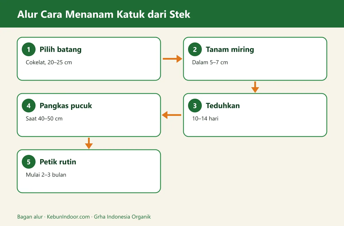 Bagan alur cara menanam katuk