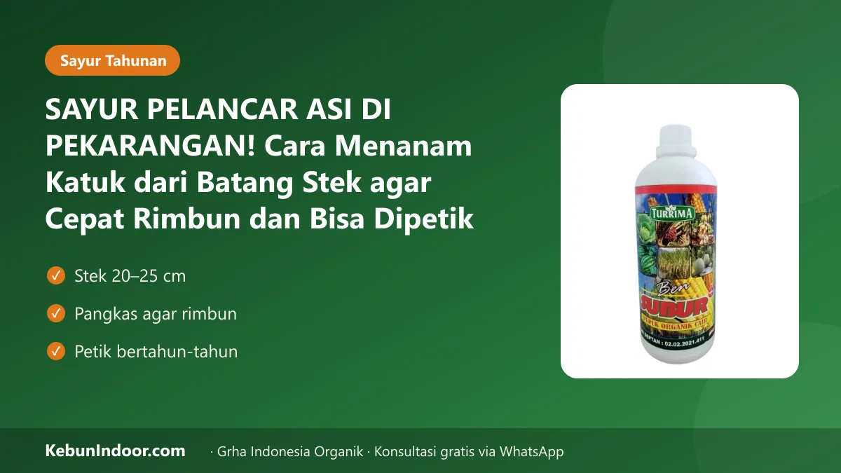 Cara menanam katuk