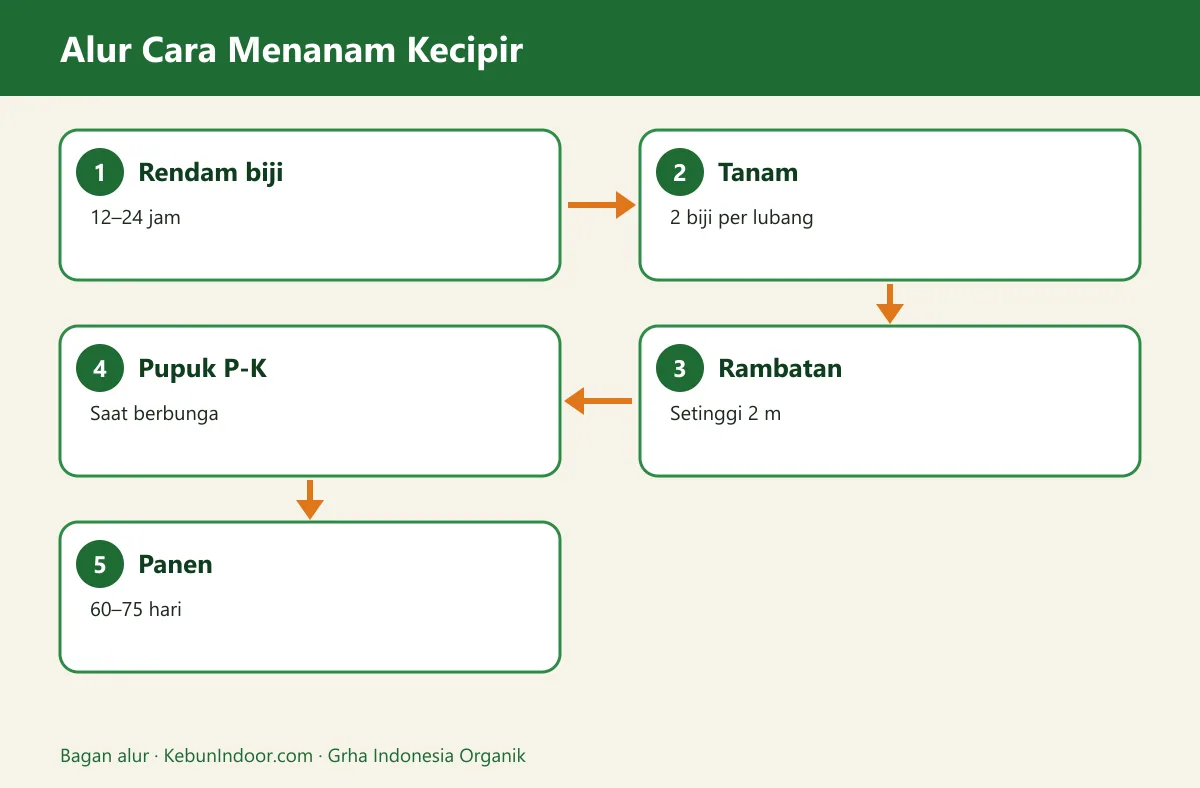 Bagan alur cara menanam kecipir