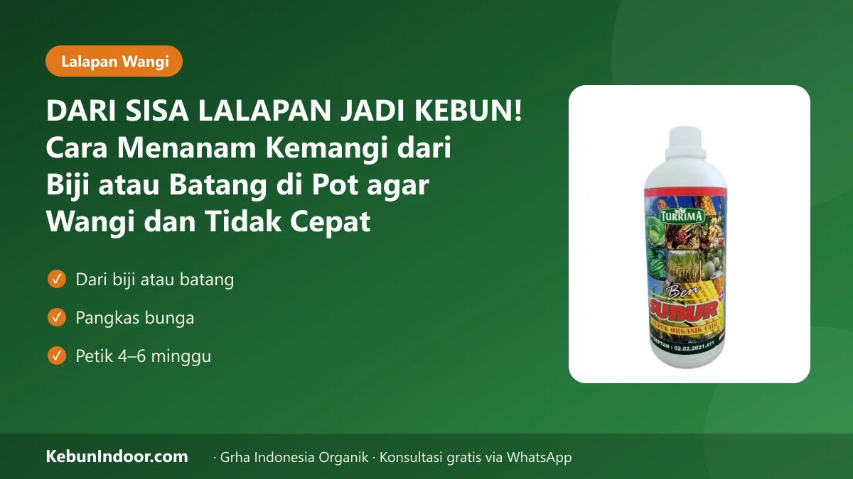 Cara menanam kemangi
