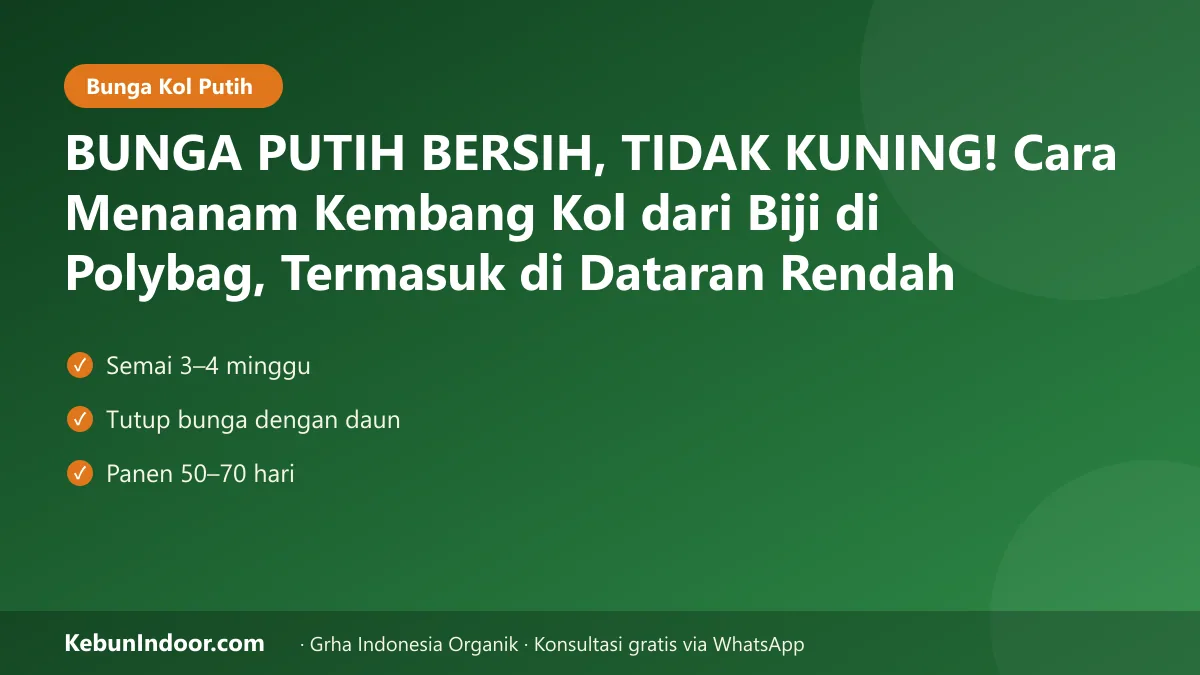 Cara menanam kembang kol