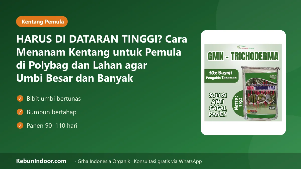 HARUS DI DATARAN TINGGI? Cara Menanam Kentang untuk Pemula di Polybag dan Lahan agar Umbi Besar dan Banyak