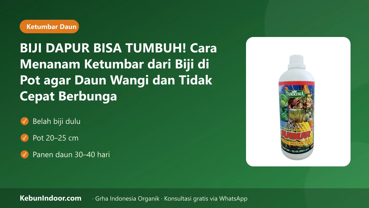 Cara menanam ketumbar