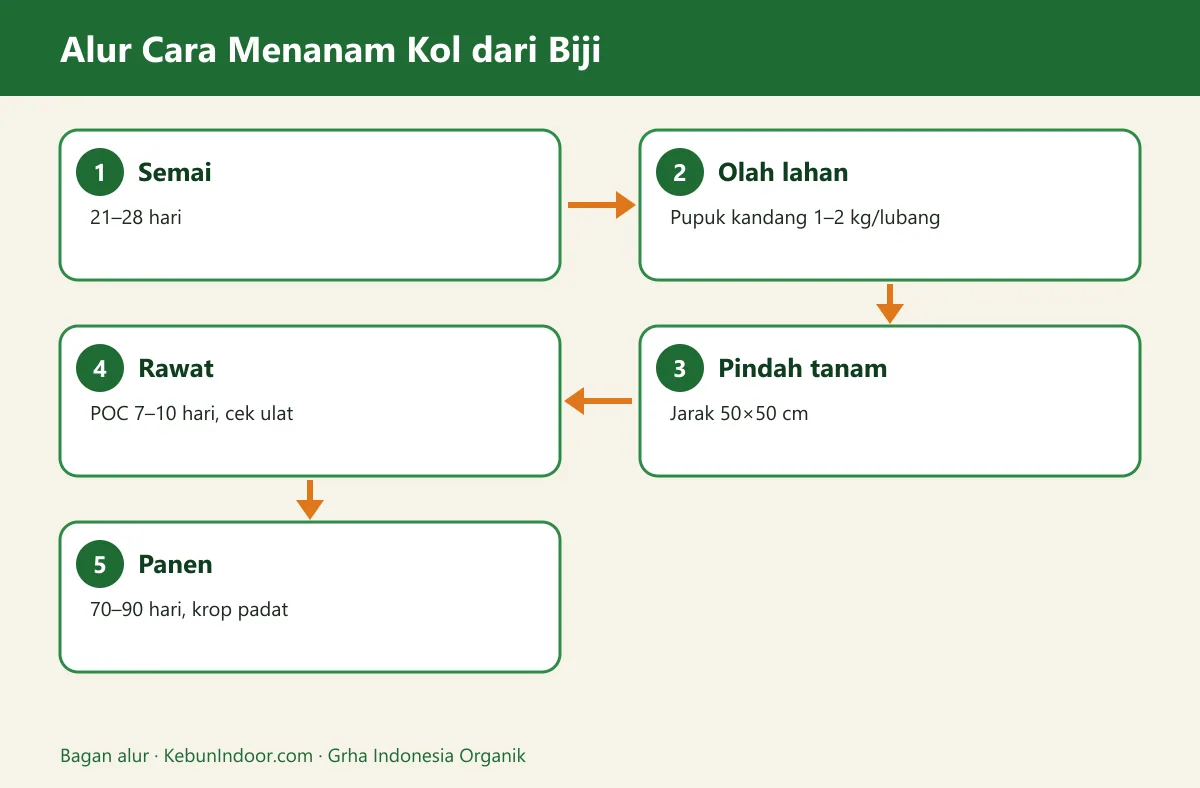 Bagan alur cara menanam kol