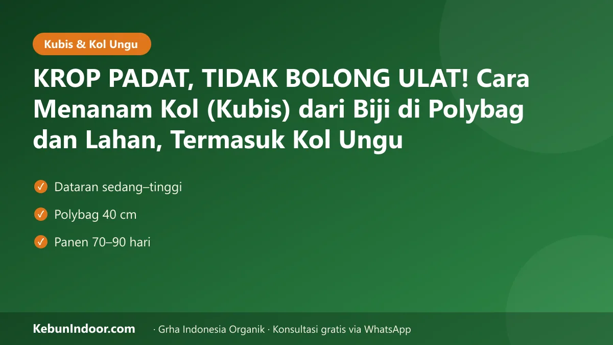 Cara menanam kol