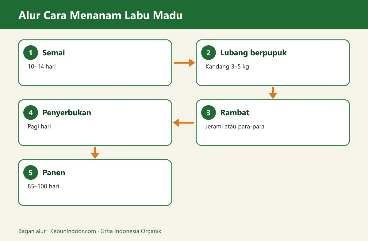 Bagan alur cara menanam labu madu