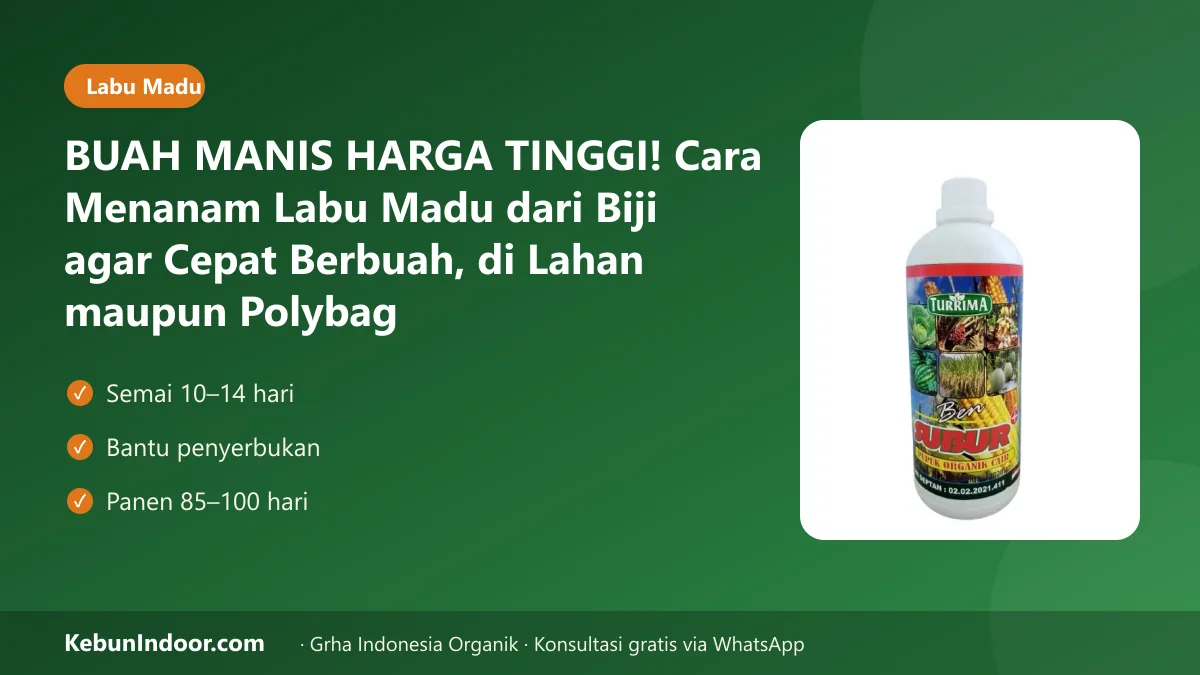 Cara menanam labu madu