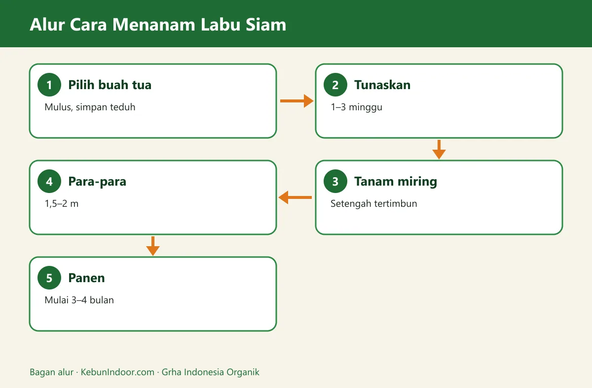 Bagan alur cara menanam labu siam