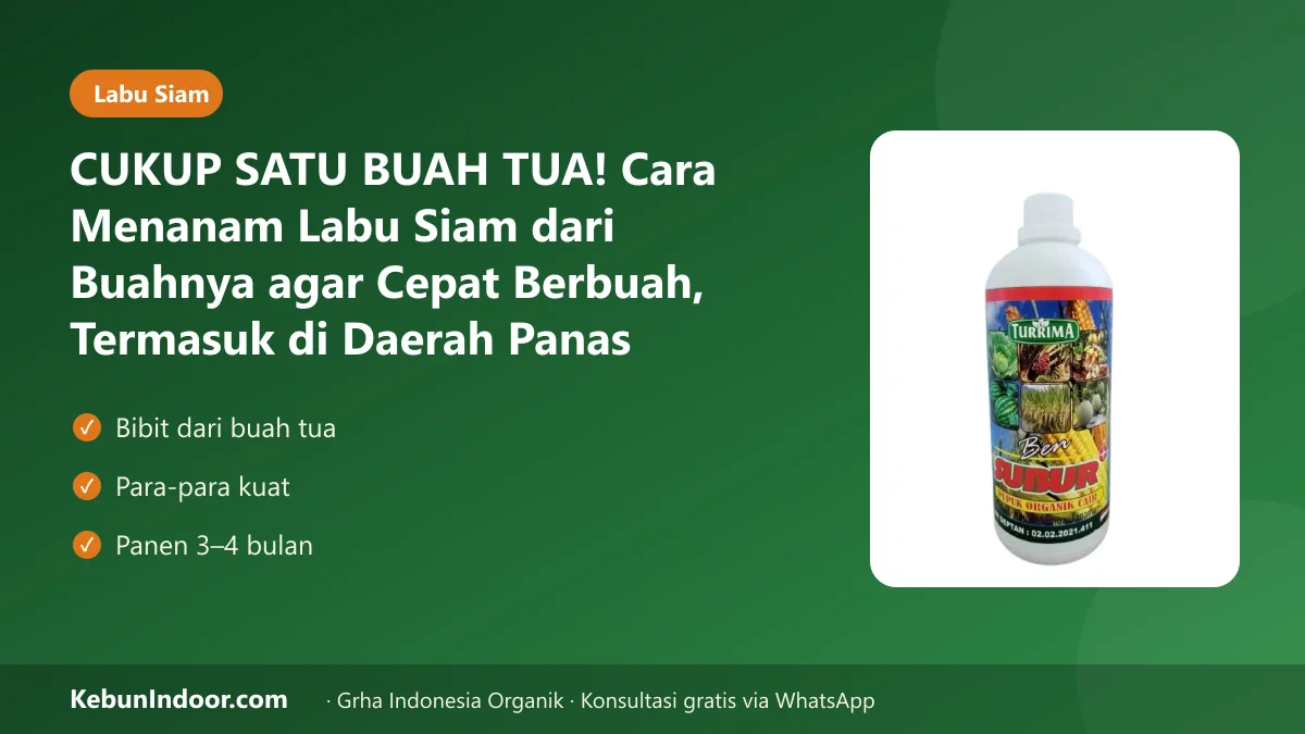 Cara menanam labu siam