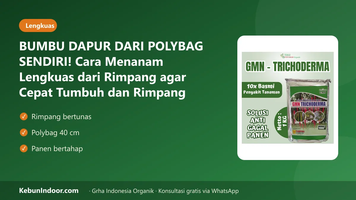 Cara menanam lengkuas