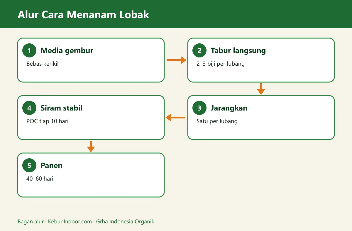 Bagan alur cara menanam lobak