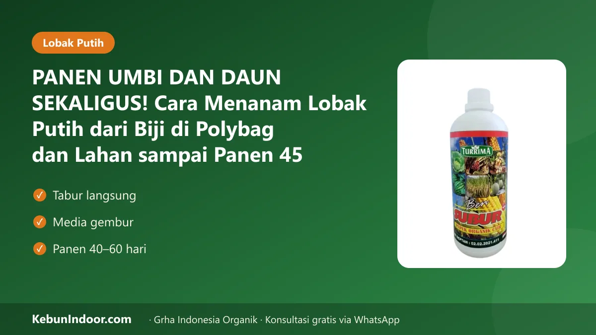 PANEN UMBI DAN DAUN SEKALIGUS! Cara Menanam Lobak Putih dari Biji di Polybag dan Lahan sampai Panen 45 Hari