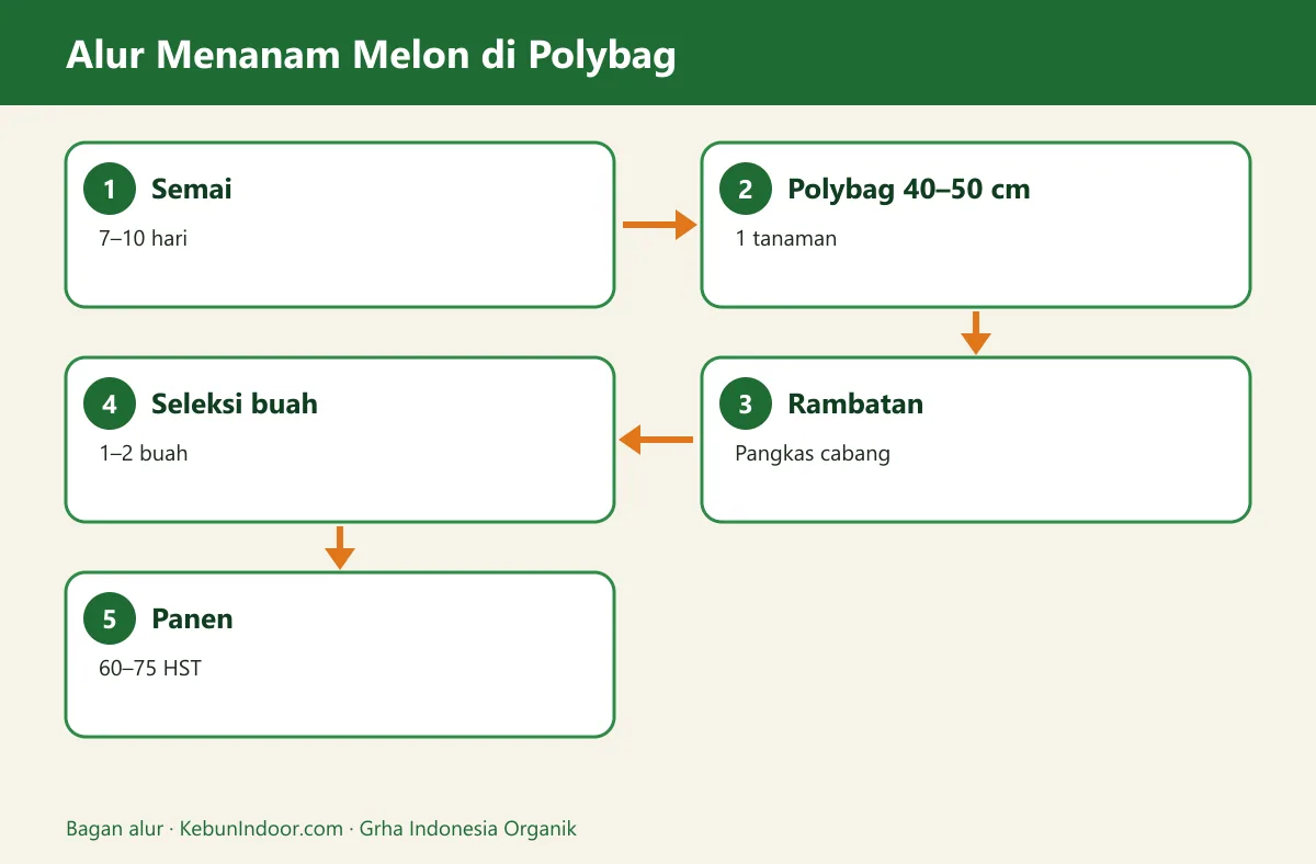 Bagan alur cara menanam melon di polybag