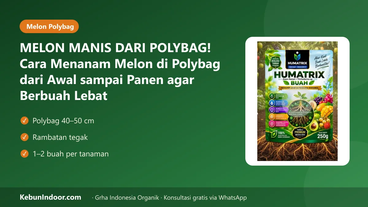 MELON MANIS DARI POLYBAG! Cara Menanam Melon di Polybag dari Awal sampai Panen agar Berbuah Lebat