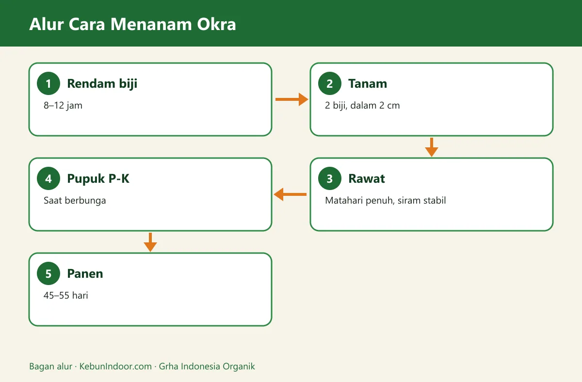 Bagan alur cara menanam okra