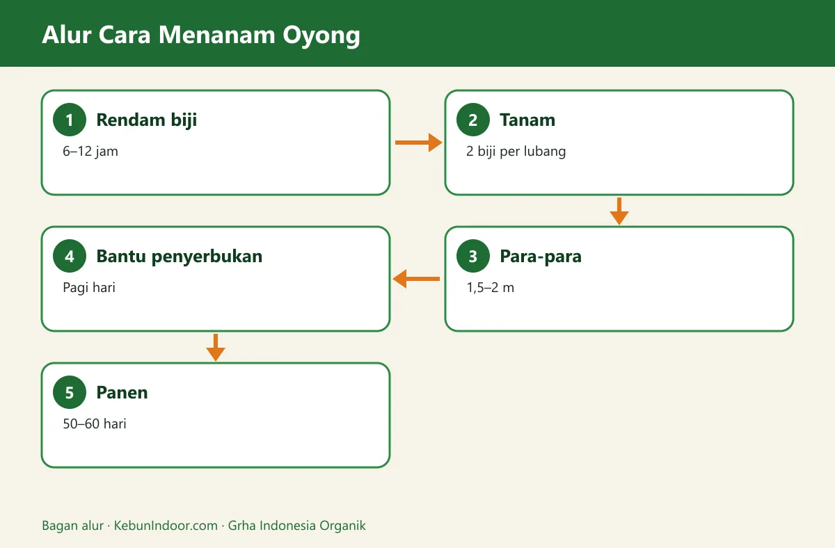 Bagan alur cara menanam oyong