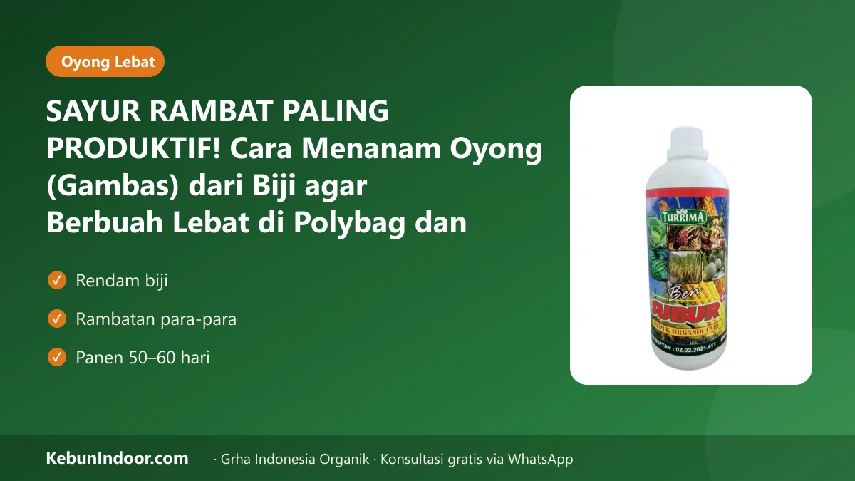 SAYUR RAMBAT PALING PRODUKTIF! Cara Menanam Oyong (Gambas) dari Biji agar Berbuah Lebat di Polybag dan Lahan