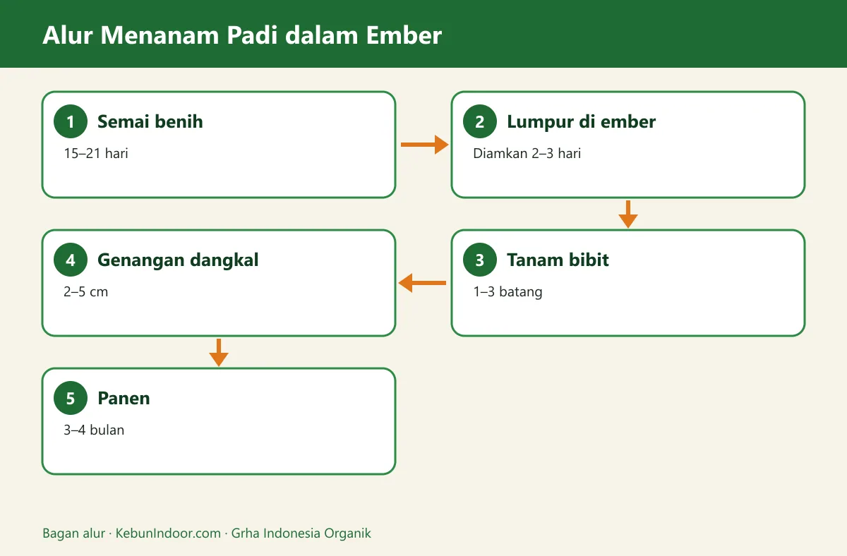 Bagan alur cara menanam padi dalam ember