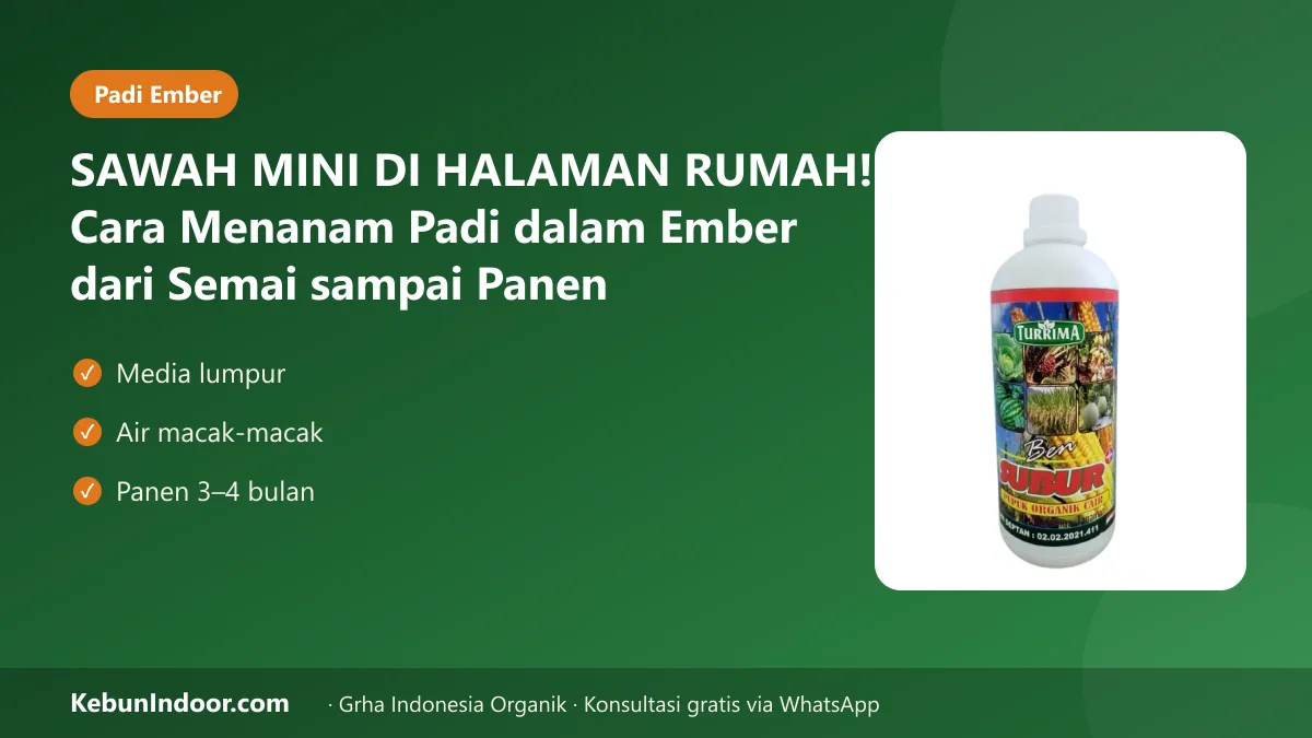 SAWAH MINI DI HALAMAN RUMAH! Cara Menanam Padi dalam Ember dari Semai sampai Panen