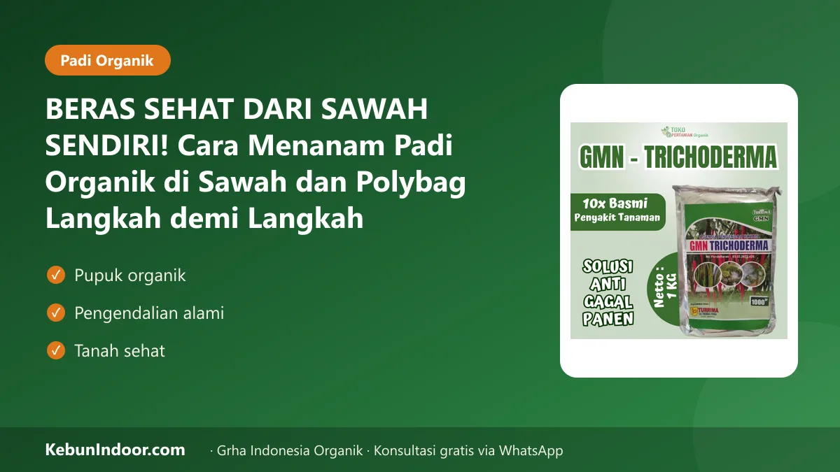 BERAS SEHAT DARI SAWAH SENDIRI! Cara Menanam Padi Organik di Sawah dan Polybag Langkah demi Langkah
