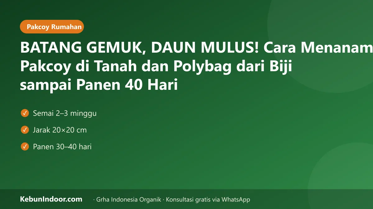 Cara menanam pakcoy