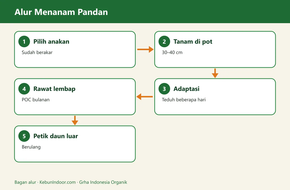Bagan alur cara menanam pandan
