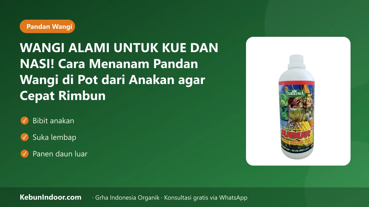 Cara menanam pandan