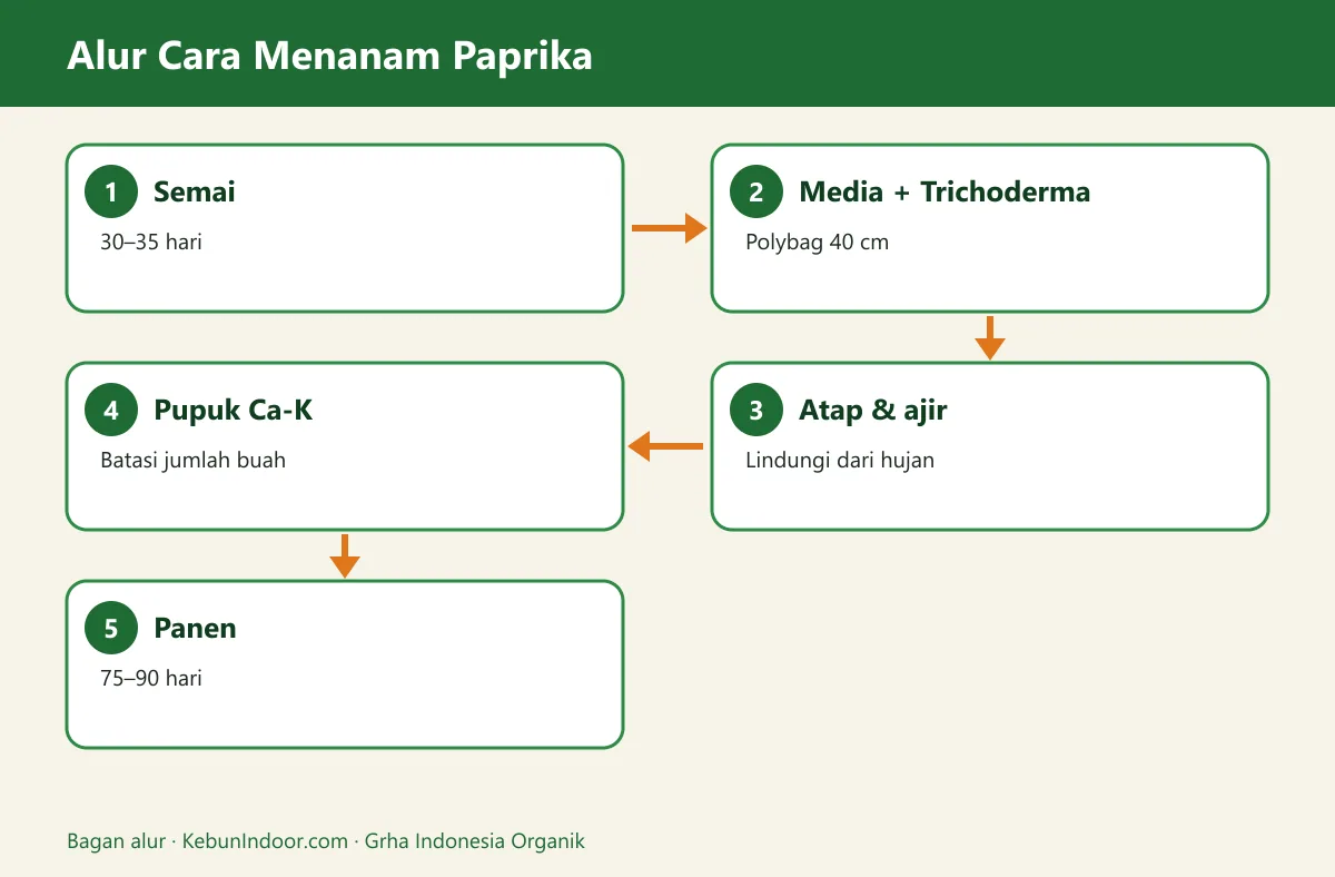 Bagan alur cara menanam paprika