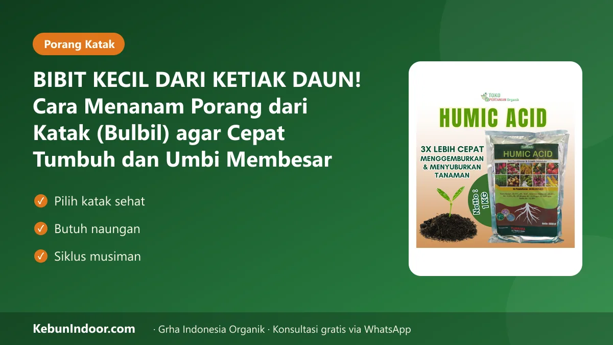 Cara menanam porang dari katak