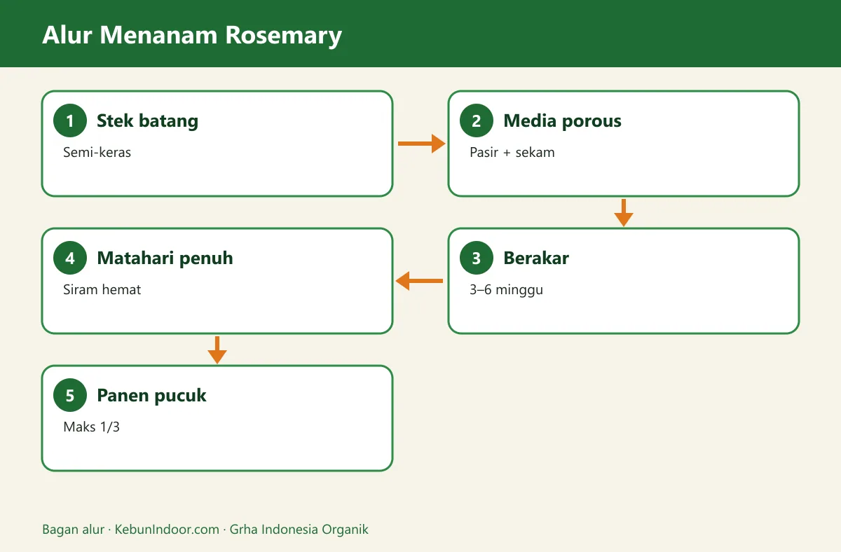 Bagan alur cara menanam rosemary
