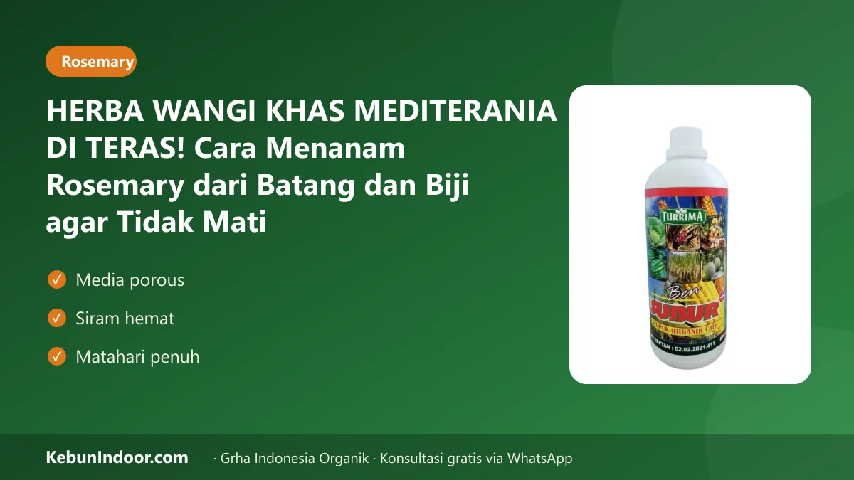 Cara menanam rosemary