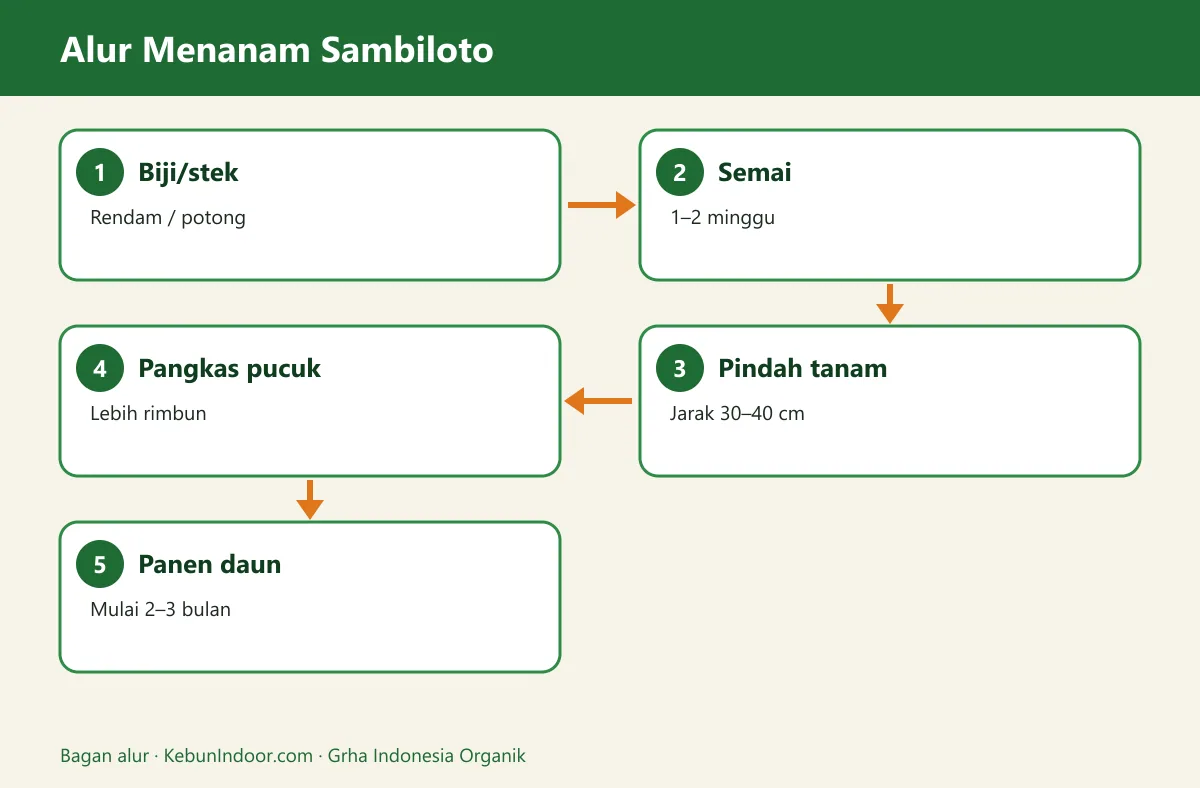 Bagan alur cara menanam sambiloto