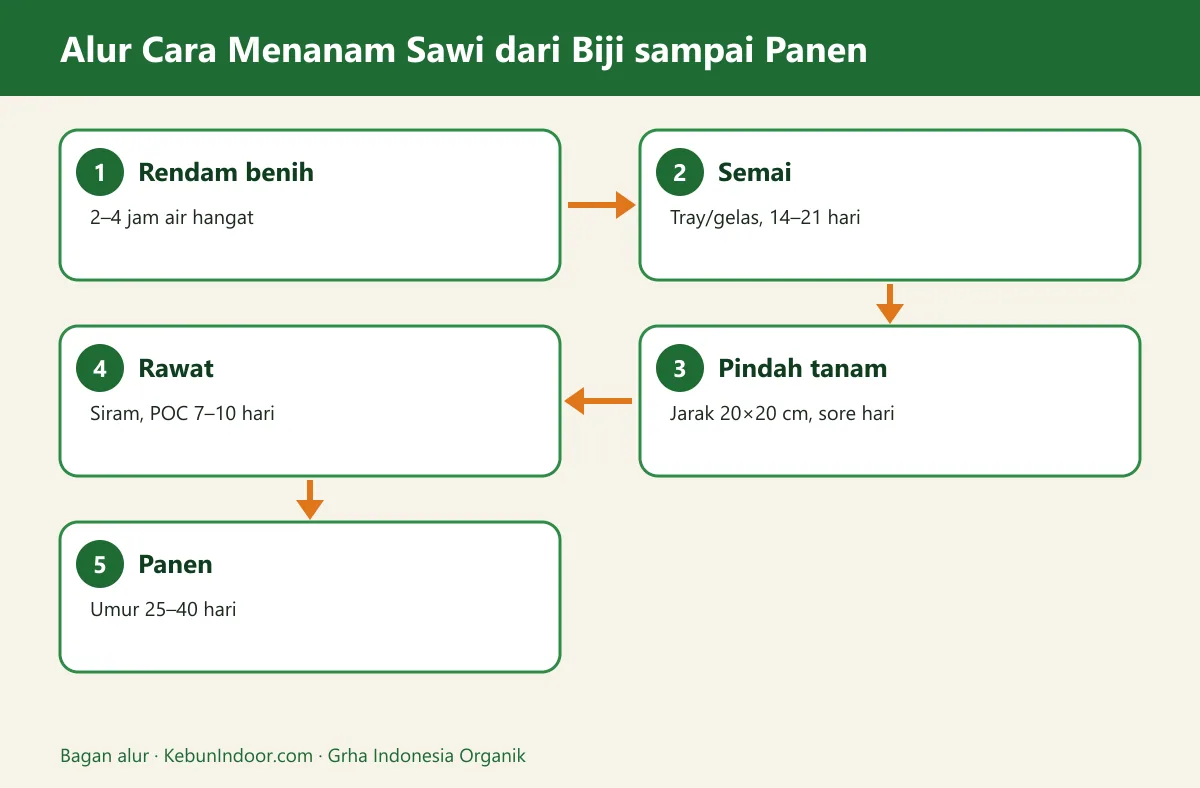 Bagan alur cara menanam sawi