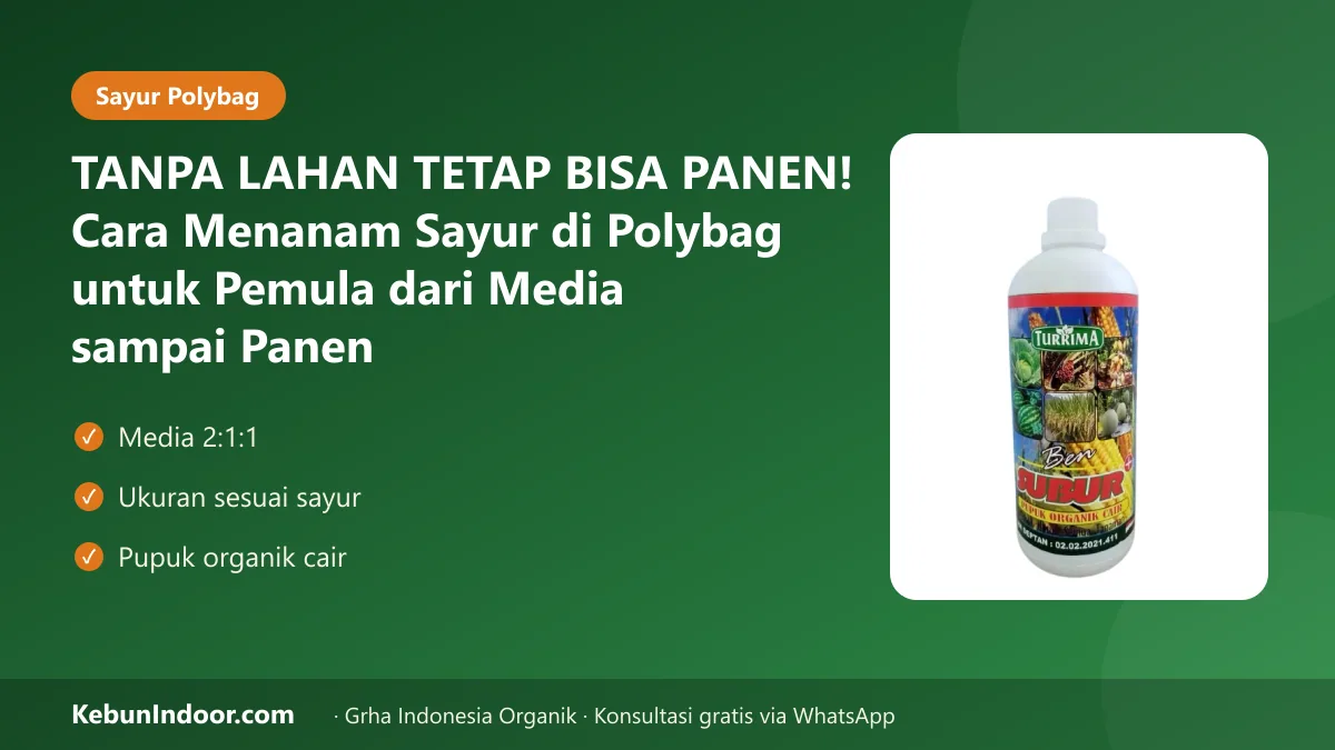 Cara menanam sayur di polybag